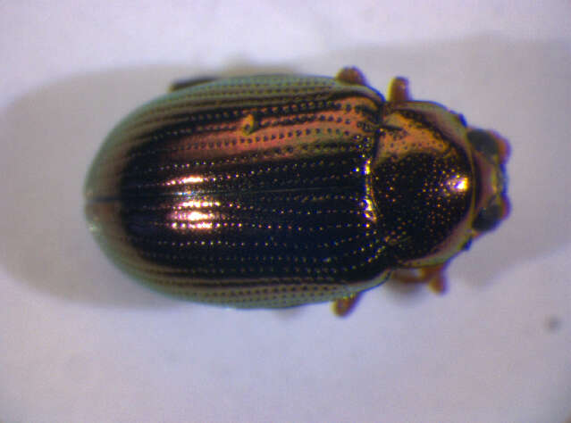 Image of <i>Crepidodera aurea</i>