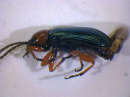 Image of Cereal leaf beetle