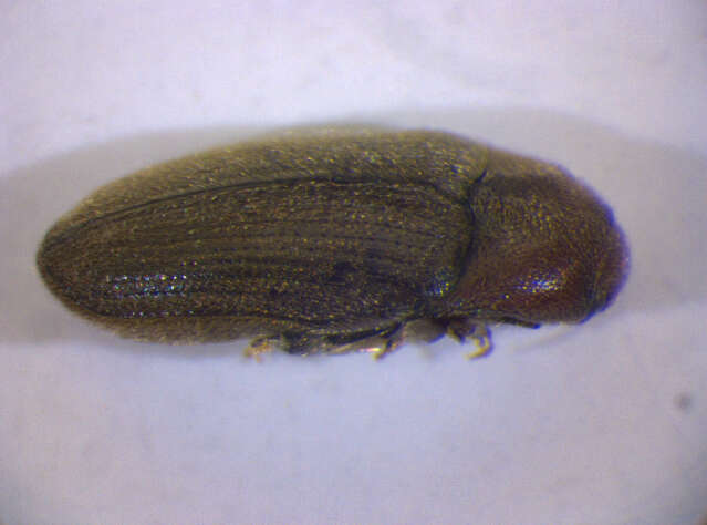 Image of <i>Trixagus dermestoides</i>