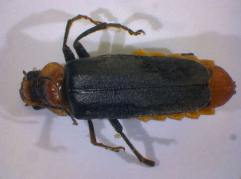 Image of <i>Cantharis fusca</i>