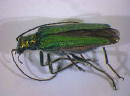 Image of Oedemera nobilis