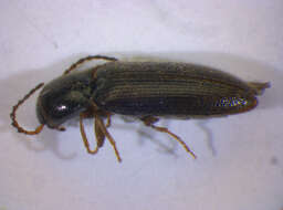 صورة <i>Agriotes pallidulus</i>