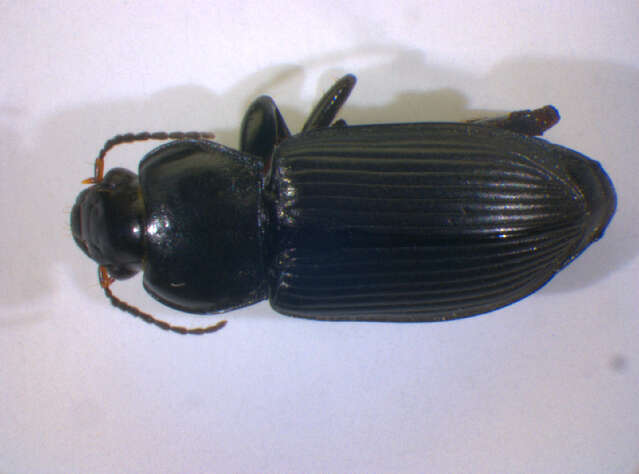 Anisodactylus (Anisodactylus) binotatus (Fabricius 1787) resmi