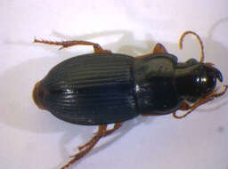 Image of Harpalus (Harpalus) latus (Linnaeus 1758)