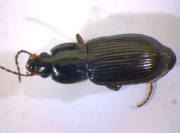 Image of Carabidae