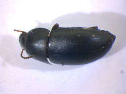 Image of <i>Crypticus quisquilius</i>