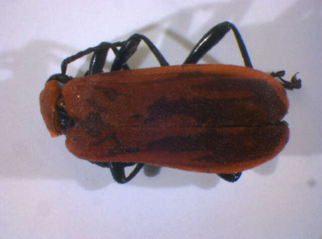 Image of <i>Pyrochroa coccinea</i>