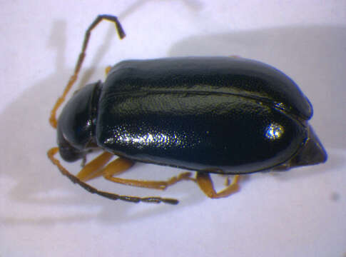 Plancia ëd <i>Luperus longicornis</i>