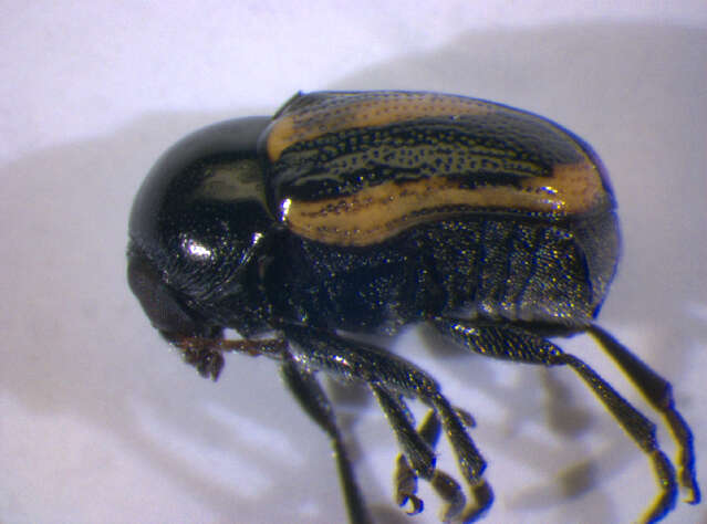 <i>Cryptocephalus vittatus</i> resmi