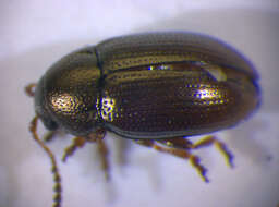 Image of Flea beetle