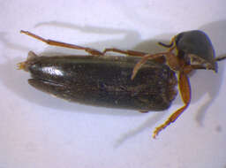 Image of <i>Phloiotrya rufipes</i>