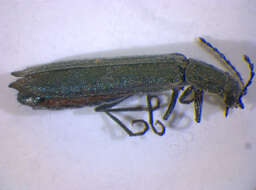 Image of <i>Dolichosoma lineare</i>