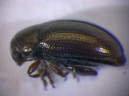 Image of Flea beetle