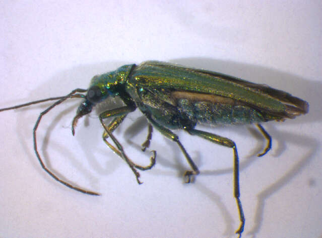 Image of Oedemera nobilis
