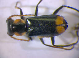 Image of <i>Axinotarsus marginalis</i>