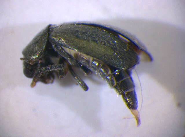 Image of Charopus pallipes