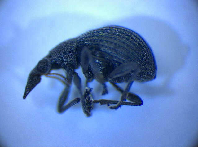 Image of <i>Oxystoma craccae</i>