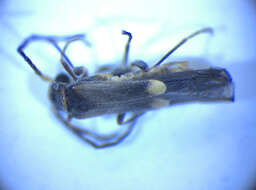 صورة <i>Malthodes spathifer</i>