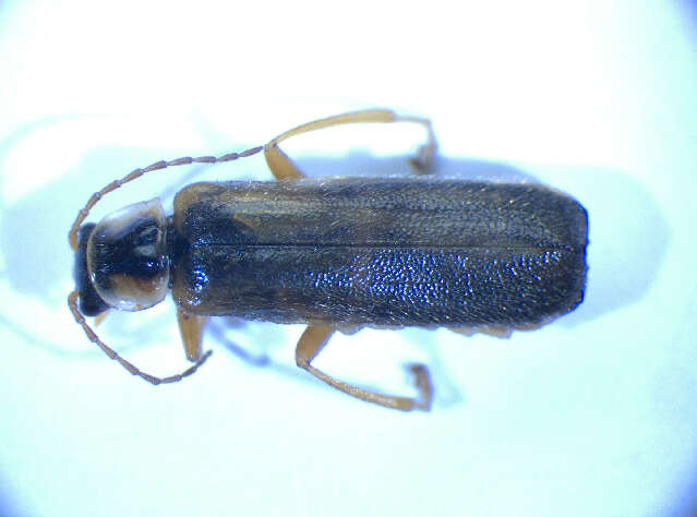 Imagem de <i>Cantharis decipiens</i>