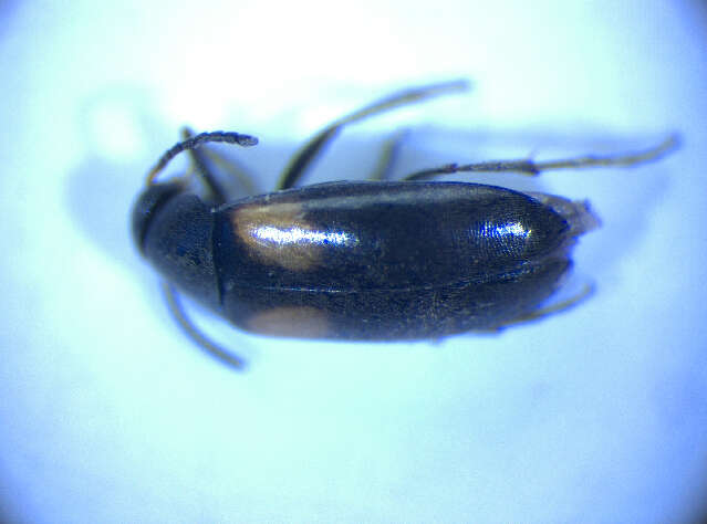 Image of <i>Anaspis humeralis</i>