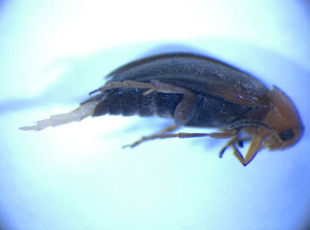 Слика од <i>Anaspis thoracica</i>