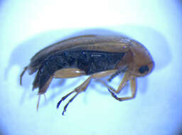 Image of <i>Anaspis flava</i>