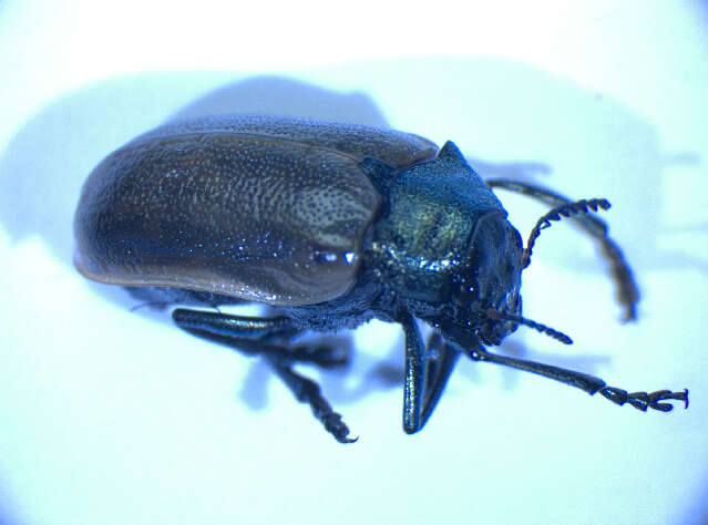 Imagem de <i>Labidostomis tridentata</i>