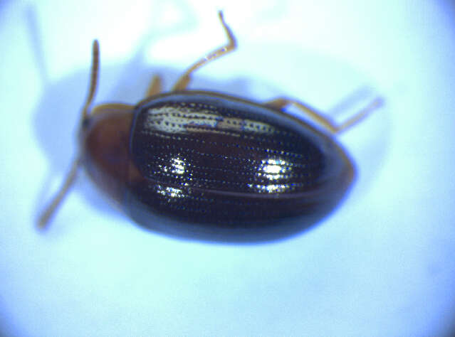 Image of <i>Scaphidema metallicum</i>