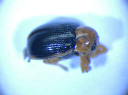 <i>Cryptocephalus pusillus</i> resmi