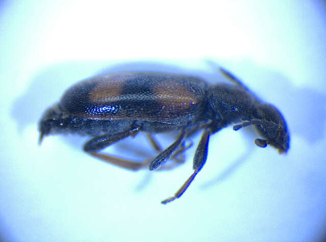 Plancia ëd <i>Anthicus antherinus</i>