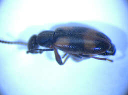 Plancia ëd <i>Anthicus antherinus</i>