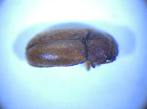 صورة <i>Cryptophagus pubescens</i>