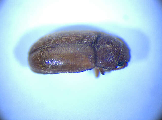 Image de <i>Cryptophagus pubescens</i>