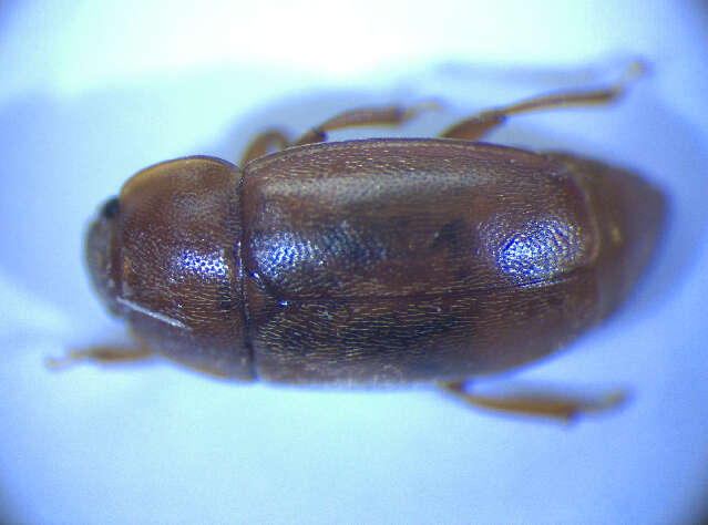 Image of <i>Epuraea melina</i>