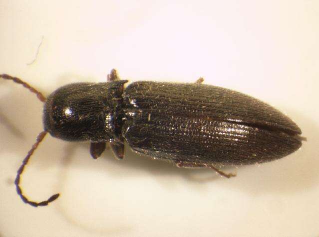 صورة <i>Agriotes pallidulus</i>