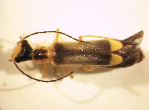 صورة <i>Malthinus punctatus</i>