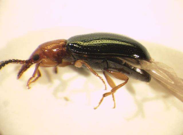 Image of <i>Vincenzellus ruficollis</i>