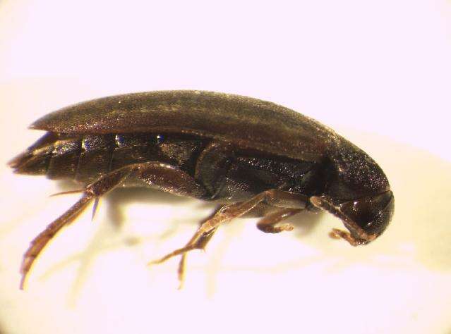 Image of <i>Orchesia minor</i>