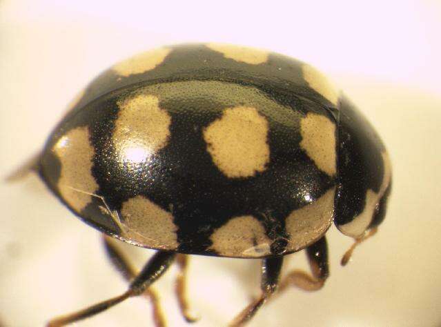 Image of <i>Coccinula quatuordecimpustulata</i>