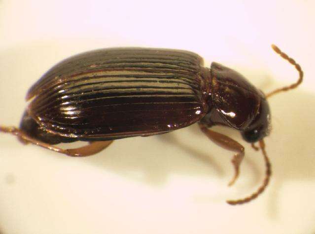 Image of Carabidae