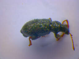 Phyllobius (Phyllobius) betulinus Bechstein & Scharfenberg 1805 resmi