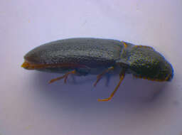 Image of <i>Agriotes sordidus</i>