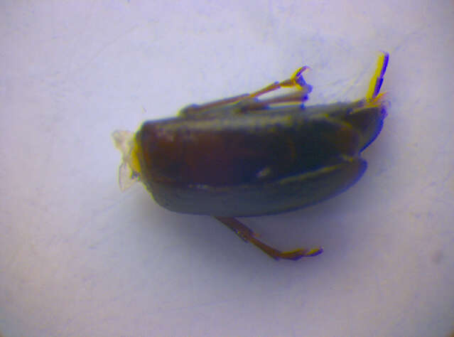 Image of <i>Anaspis mulsanti</i>