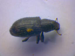 Image of Clover Root Weevil