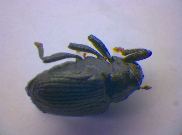 Слика од <i>Ceutorhynchus picitarsis</i>