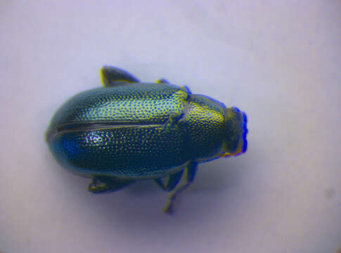 Image of Crucifer Flea Beetle