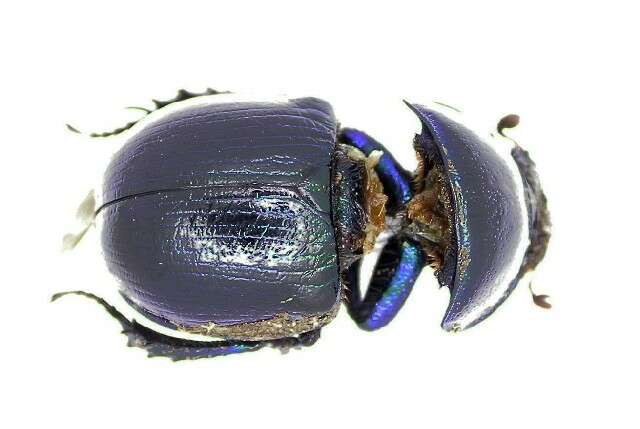 Image of earth-boring dung beetles