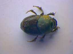 Image of Onthophagus (Palaeonthophagus) similis (Scriba 1790)