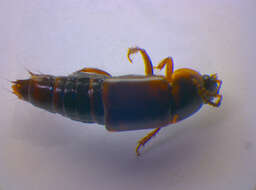 Image of Tachinus (Tachinus) humeralis Gravenhorst 1802