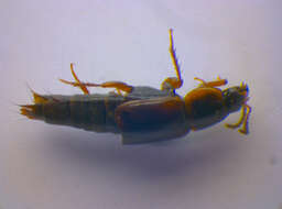 Image of Tachinus (Tachinus) humeralis Gravenhorst 1802